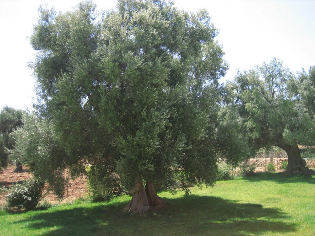 La Vigna Vecchia Casa de hóspedes Fasano Exterior foto